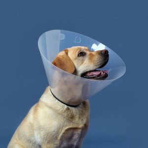 צוארון אליזבט CHECK (פס שחור)גודל KVP 12.5 ארה"ב