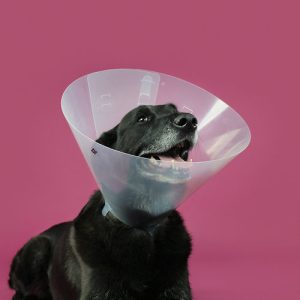 צוארון אליזבט,דגם BETSY, גודל KVP , 25 ארה"ב