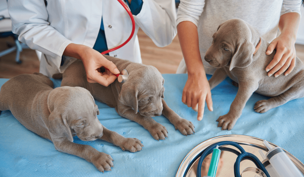 Veterinary Supplementary Products